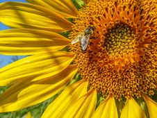 Bee Pollinate Sunflowers In Summer Royalty Free Stock Image Bee Pollinate Sunflowers In Summer Royalty Free Stock Image