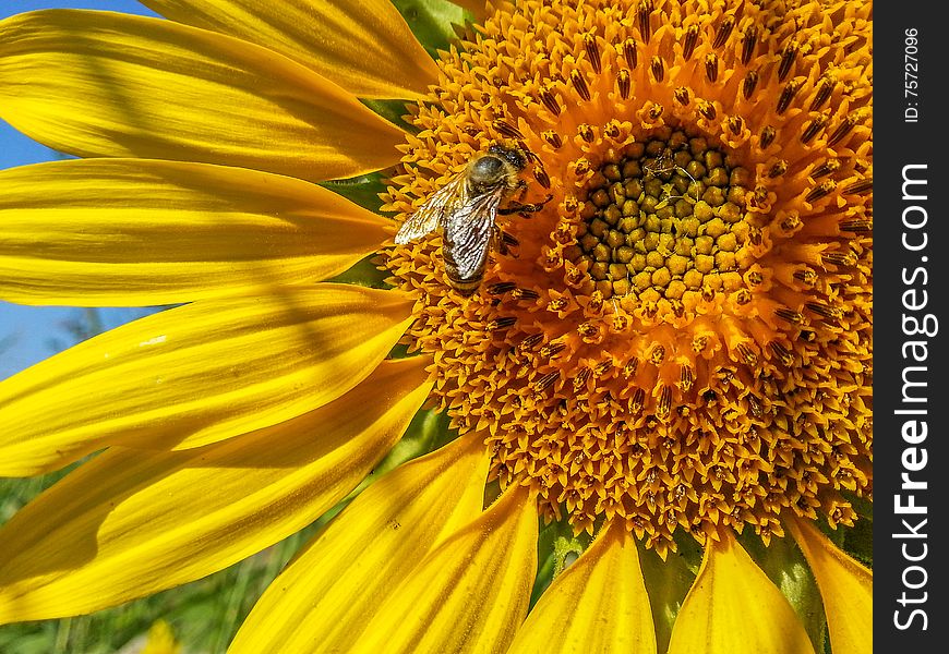 Bee pollinate sunflowers in summer