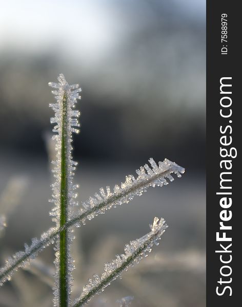 Photo of frosted grass with beautiful little white crystals glowing in few last sunrays. Photo of frosted grass with beautiful little white crystals glowing in few last sunrays.