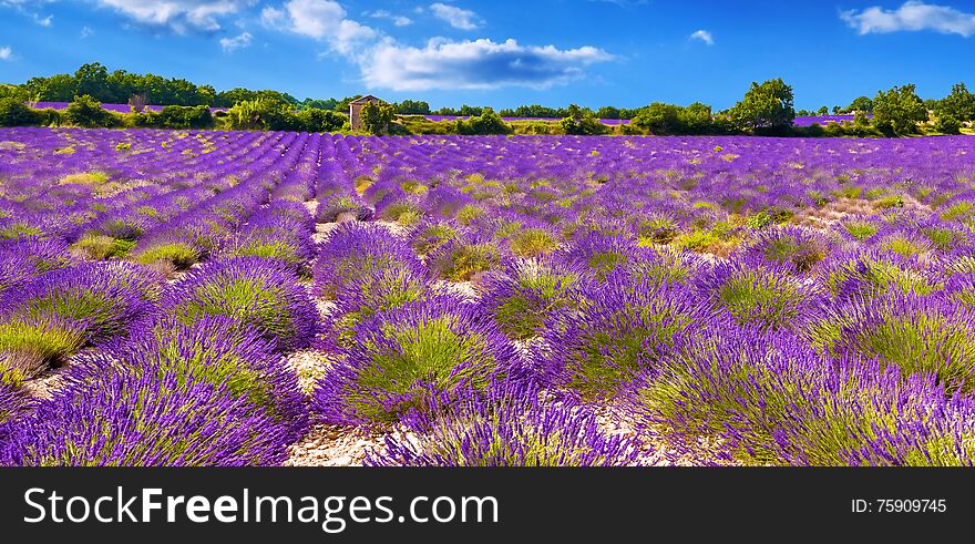 View of a lavender field in the Provance region of France before the harvest. View of a lavender field in the Provance region of France before the harvest.