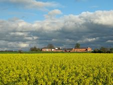 Yellow Field Stock Image Yellow Field Stock Image