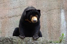 Sun Bear Stock Image Sun Bear Stock Image