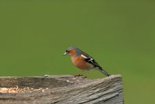 Male Chaffinch Stock Images