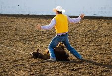 Steer Roping Stock Photography Steer Roping Stock Photography