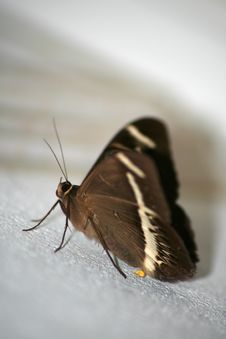 Brown Butterfly - Portrait Stock Photography