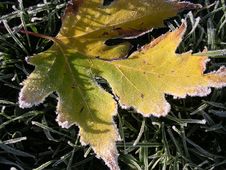 Frosty Winter Leaf. Royalty Free Stock Images Frosty Winter Leaf. Royalty Free Stock Images