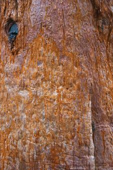 Free Bark Stock Photography - 763362