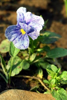 Pansies. Royalty Free Stock Photography Pansies. Royalty Free Stock Photography