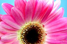 Pink Gerbera Stock Image