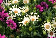 Colorful Flowers Royalty Free Stock Photos Colorful Flowers Royalty Free Stock Photos