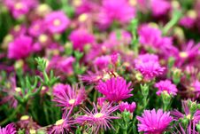 Purple Flowers Royalty Free Stock Photo Purple Flowers Royalty Free Stock Photo