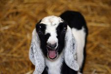 Baby Goat Royalty Free Stock Image