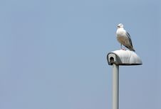 Seagull On Light Stock Photo