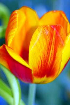 Tulip Stock Images