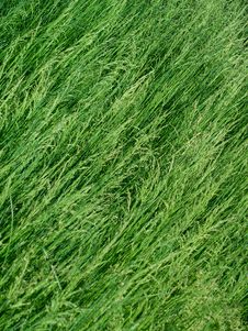 Dense, Lush Green Grass Stock Photography Dense, Lush Green Grass Stock Photography
