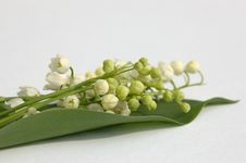 Lily Of The Valley Royalty Free Stock Photos