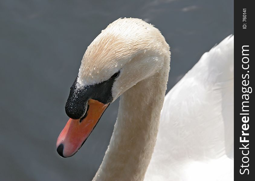 Close up of a swans head with sparkling water droplets on feathers. Close up of a swans head with sparkling water droplets on feathers