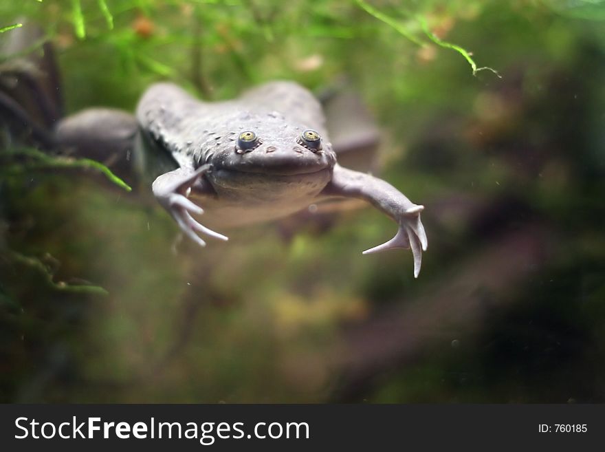 Frog with open arms floats in aquarium. Frog with open arms floats in aquarium