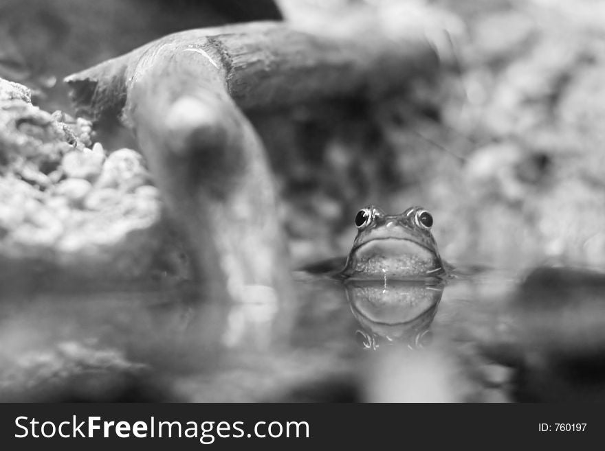Frog's head over water's surface