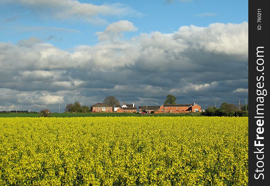 Yellow field with dark clouds