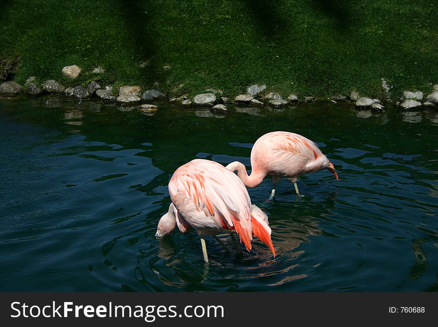 Flamingos fishing for food in water. Flamingos fishing for food in water