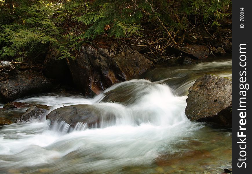 This picture was taken while hiking along Avalanche creek in Glacier National Park