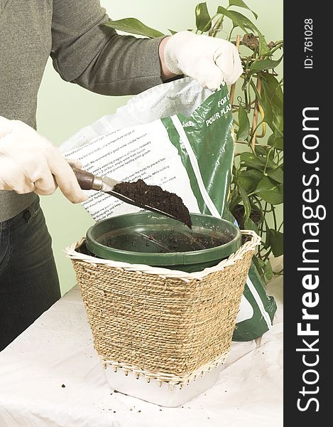 Woman taking care of plant. Woman taking care of plant