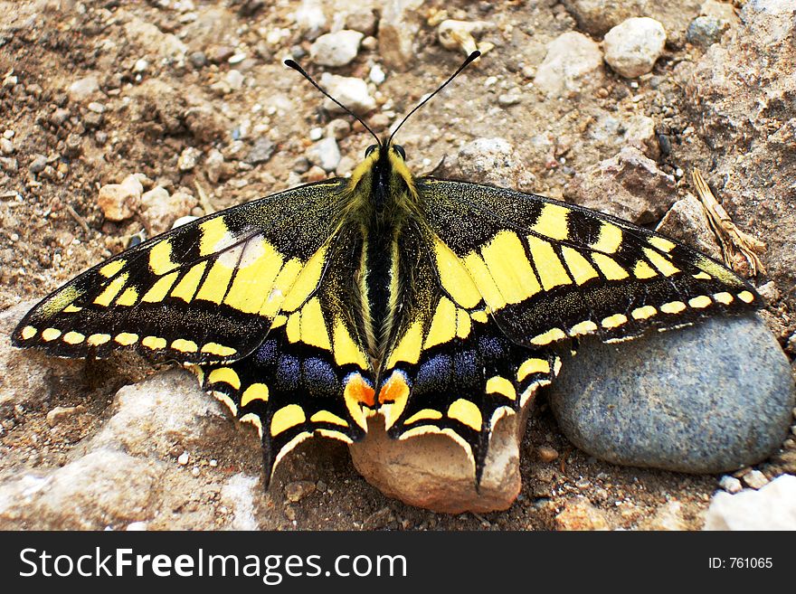 A swallowtail butterfly (Pailio machaon) at rest