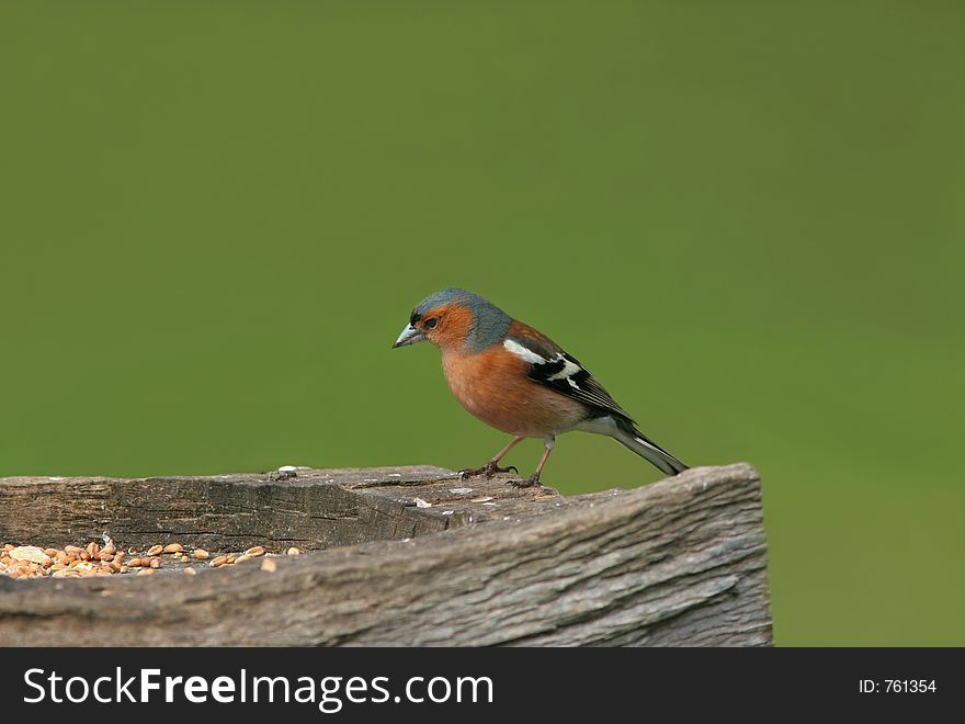 Male chaffinch standing on an oak feeder, set against a green background.