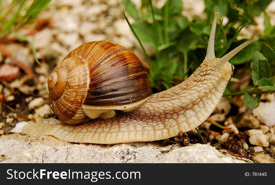 A snail on a natural rocky ground looking curiously in the distance. A snail on a natural rocky ground looking curiously in the distance