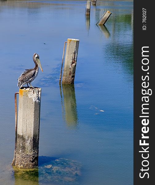 Lonely pelican