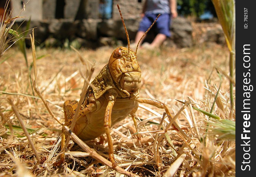 Grasshopper, up close and personal. Blurred kid in background. Macro. Grasshopper, up close and personal. Blurred kid in background. Macro.