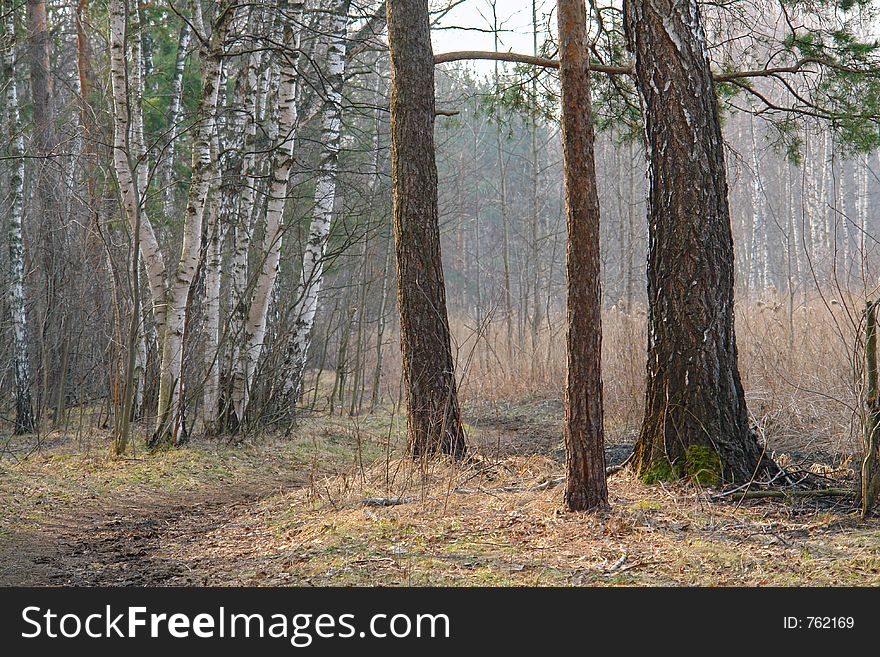 The photo is made in forest park Kuzminki (ÐšÑƒÐ·ÑŒÐ¼Ð¸Ð½ÐºÐ¸) located on surburb of city of Moscow. Original date/time: 2006:04:21 09:34:50. Russia, Moscow, park, spring, April, wood, pines, birches, track, fog, walk, rest. The photo is made in forest park Kuzminki (ÐšÑƒÐ·ÑŒÐ¼Ð¸Ð½ÐºÐ¸) located on surburb of city of Moscow. Original date/time: 2006:04:21 09:34:50. Russia, Moscow, park, spring, April, wood, pines, birches, track, fog, walk, rest