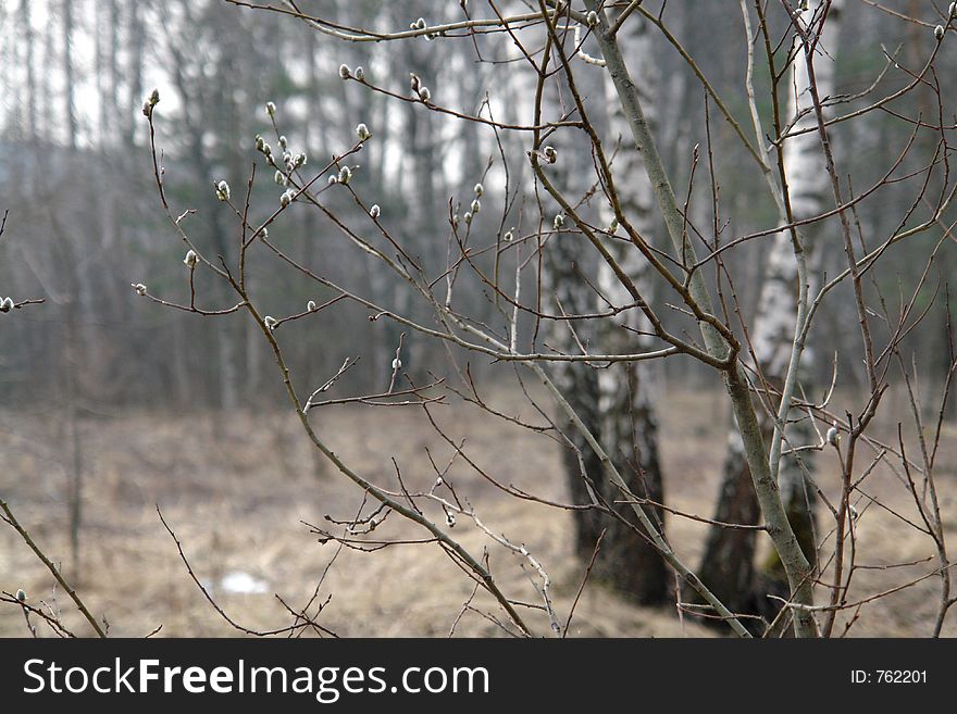 The photo is made in forest park Kuzminki (ÐšÑƒÐ·ÑŒÐ¼Ð¸Ð½ÐºÐ¸) located on surburb of city of Moscow. Original date/time: 2006:04:21 09:34:50. The photo is made in forest park Kuzminki (ÐšÑƒÐ·ÑŒÐ¼Ð¸Ð½ÐºÐ¸) located on surburb of city of Moscow. Original date/time: 2006:04:21 09:34:50.