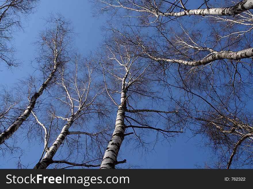 Tops of birches in the beginning of spring. The photo is made in Kuzminki (ÐšÑƒÐ·ÑŒÐ¼Ð¸Ð½ÐºÐ¸) a forest park of city of Moscow. Original date/time: 2006:04:25 09:49:59.