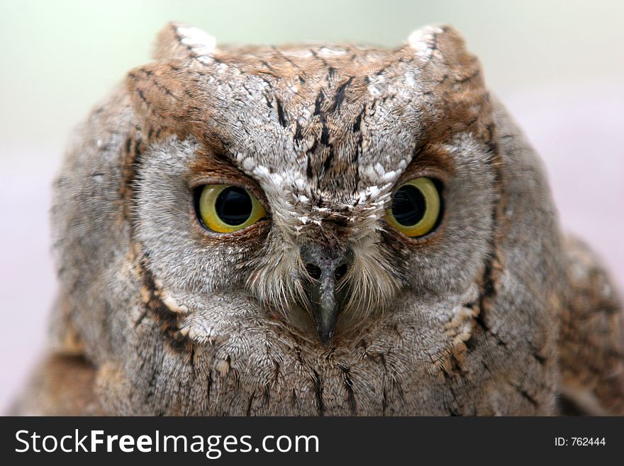 Owl in closeup