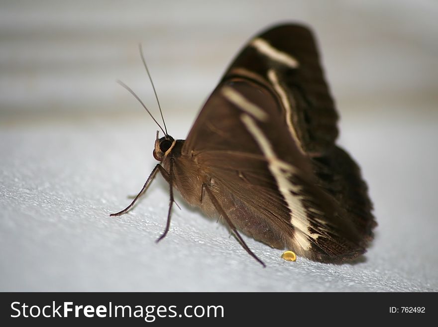 Brown Butterfly - Landscape