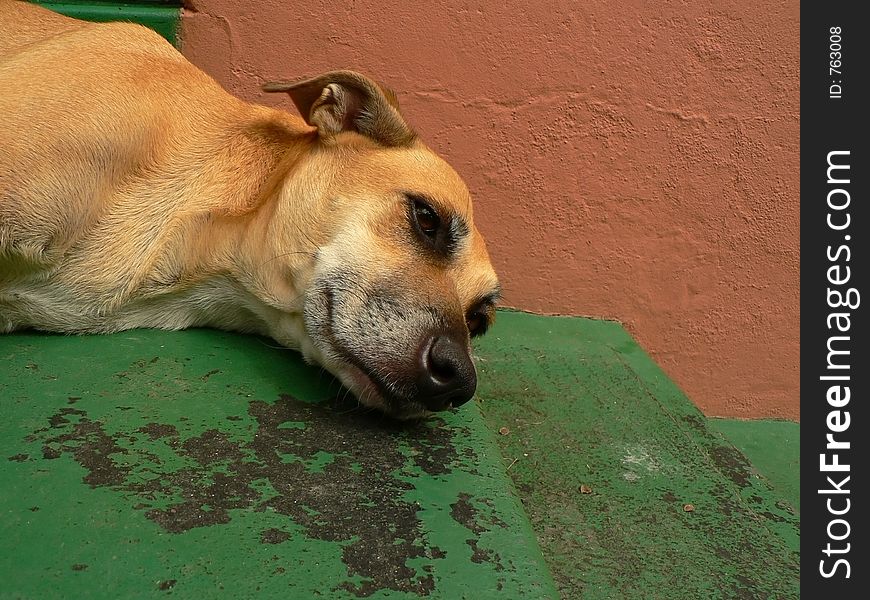 The head and neck of a dog lying on the landing at the top of a set of stairs. The head and neck of a dog lying on the landing at the top of a set of stairs.