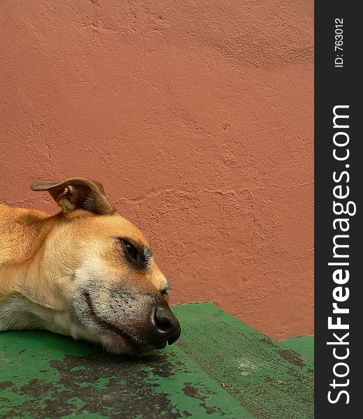 Head Of Dog Lying On Landing - Portrait
