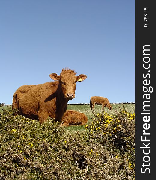 Cows in the sun, one eating, one sitting and one staring at the camera. Cows in the sun, one eating, one sitting and one staring at the camera.