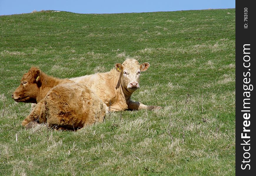 Two cows sitting in the sun. Two cows sitting in the sun.