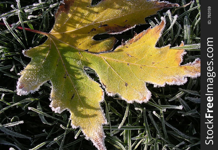 Frosty Yellow Leaf in the Grass. Frosty Yellow Leaf in the Grass