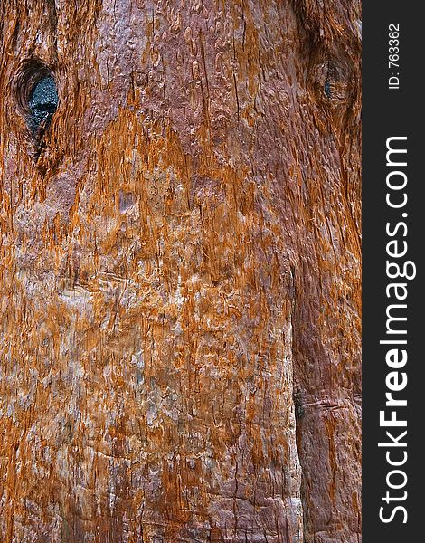 Bark Texture