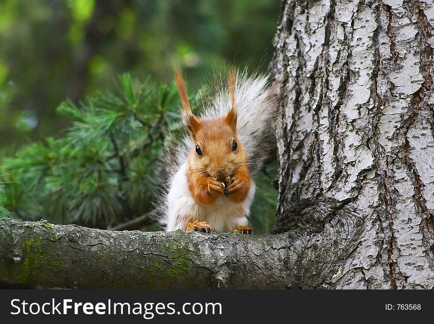 Wildlife, squirrel