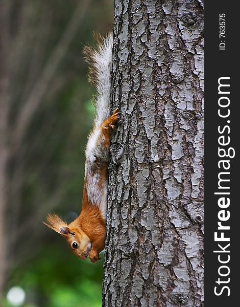 Squirrel on tree