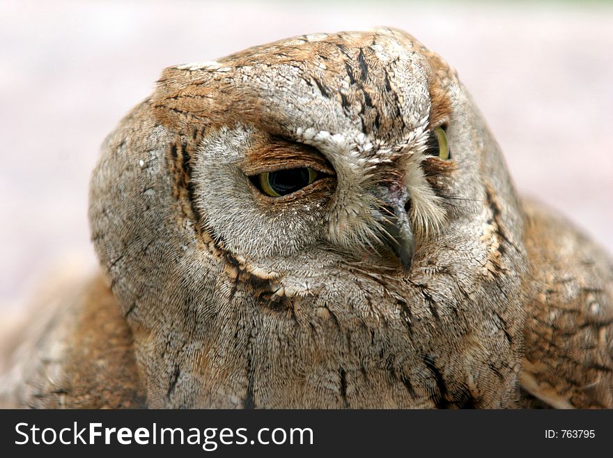 Owl in closeup