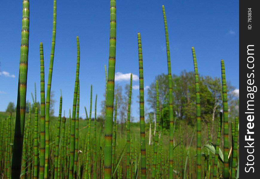 Water horsetail (Equisetum fluviatile) in spring