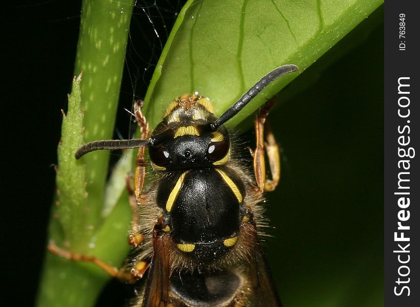 Wasps head and antennae close up. Wasps head and antennae close up