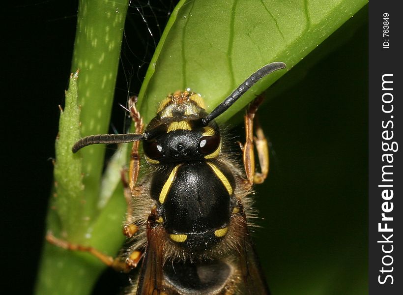 Wasp Head Close up