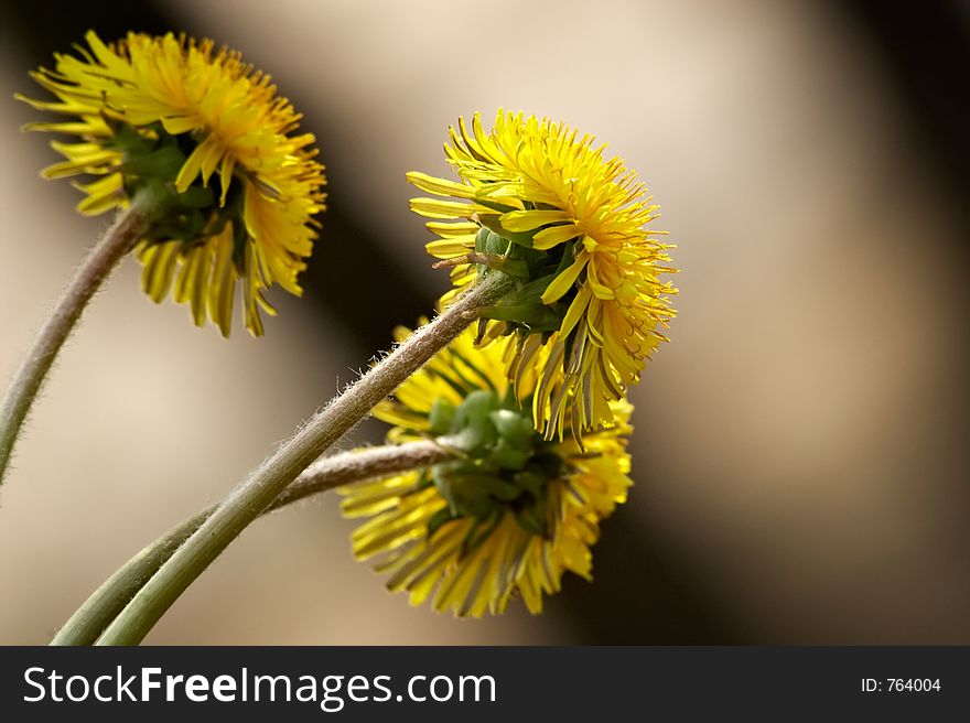Sunny dandelions-first spring flowers